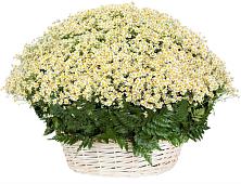 Цветочная композиция из Ромашки в корзине #REPLACE_PRED# Летуново